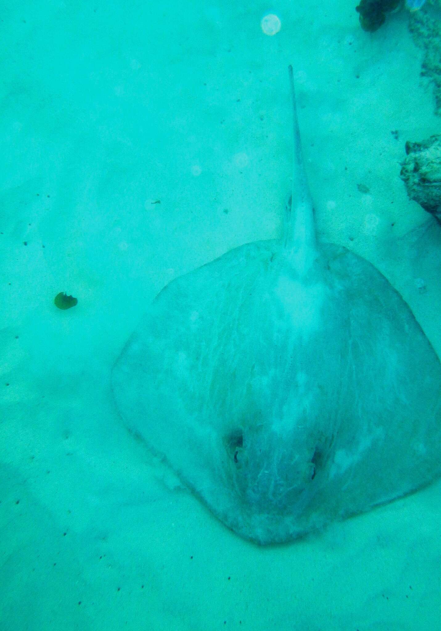 Image of Diamond Stingray