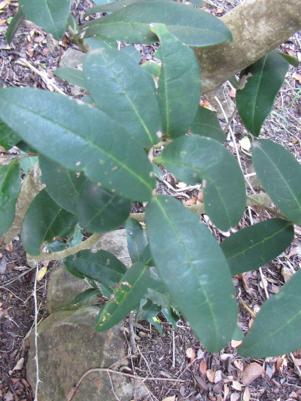 Image of Chionanthus foveolatus subsp. foveolatus