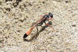 Imagem de Ammophila heydeni Dahlbom 1845