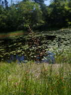 Panicum acuminatum var. densiflorum (E. L. Rand & Redfield) Lelong的圖片