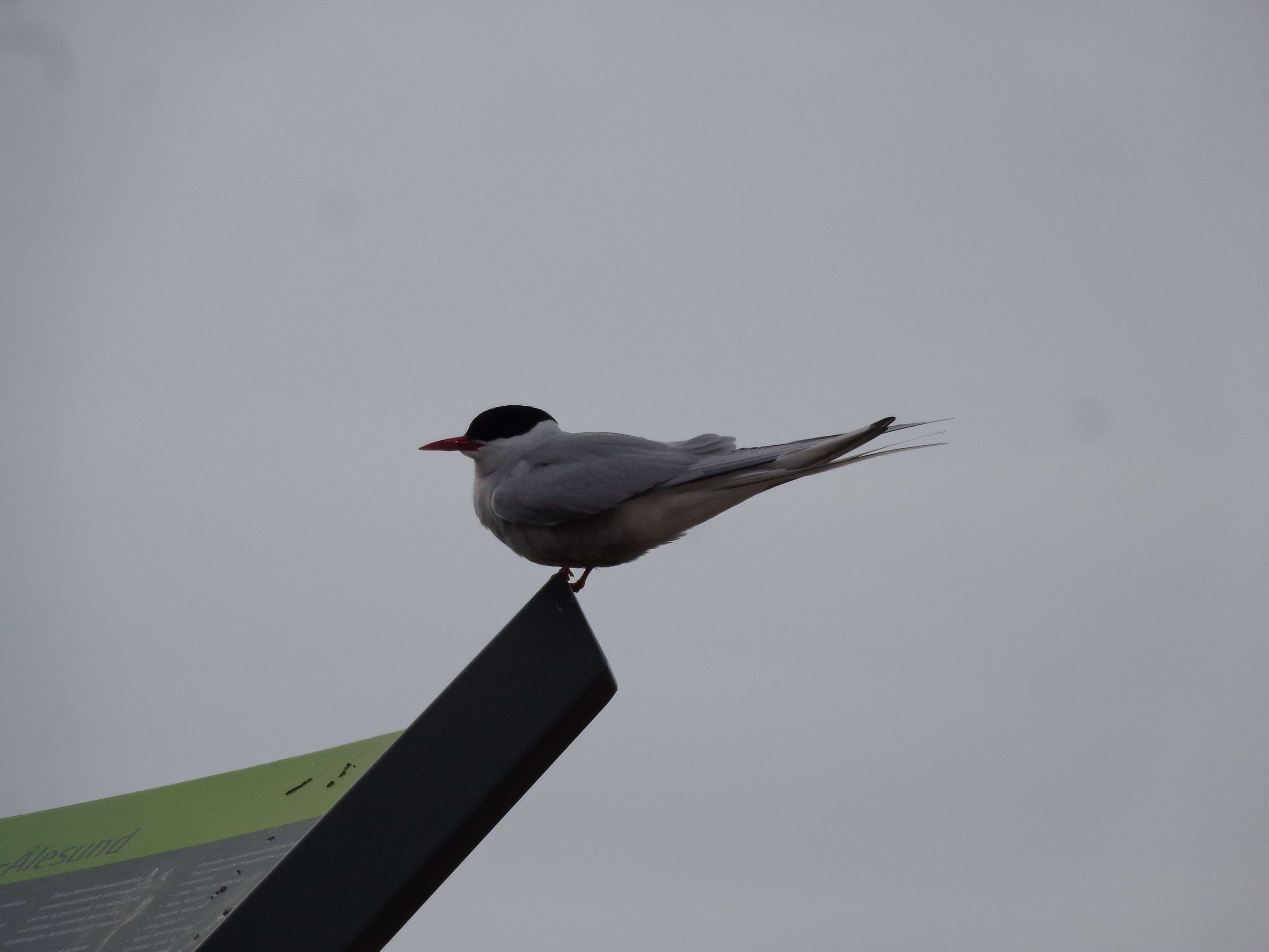 Image of Arctic Tern