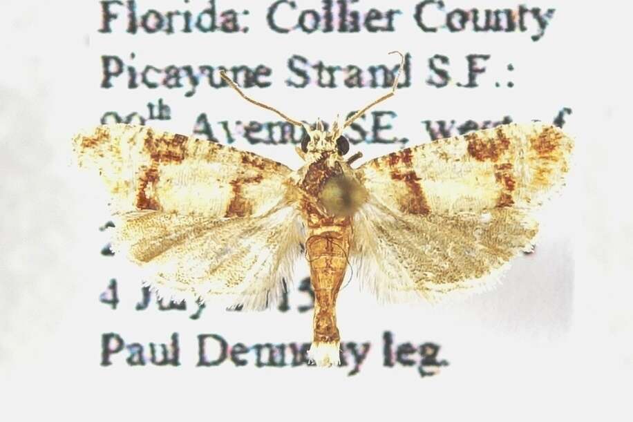 Image of Subtropical Pine Tip Moth