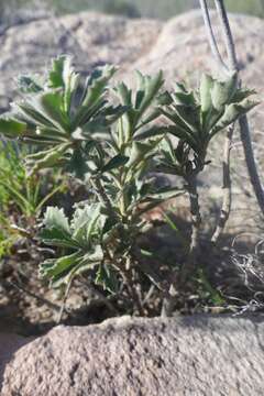 Image of Senecio hirtifolius DC.