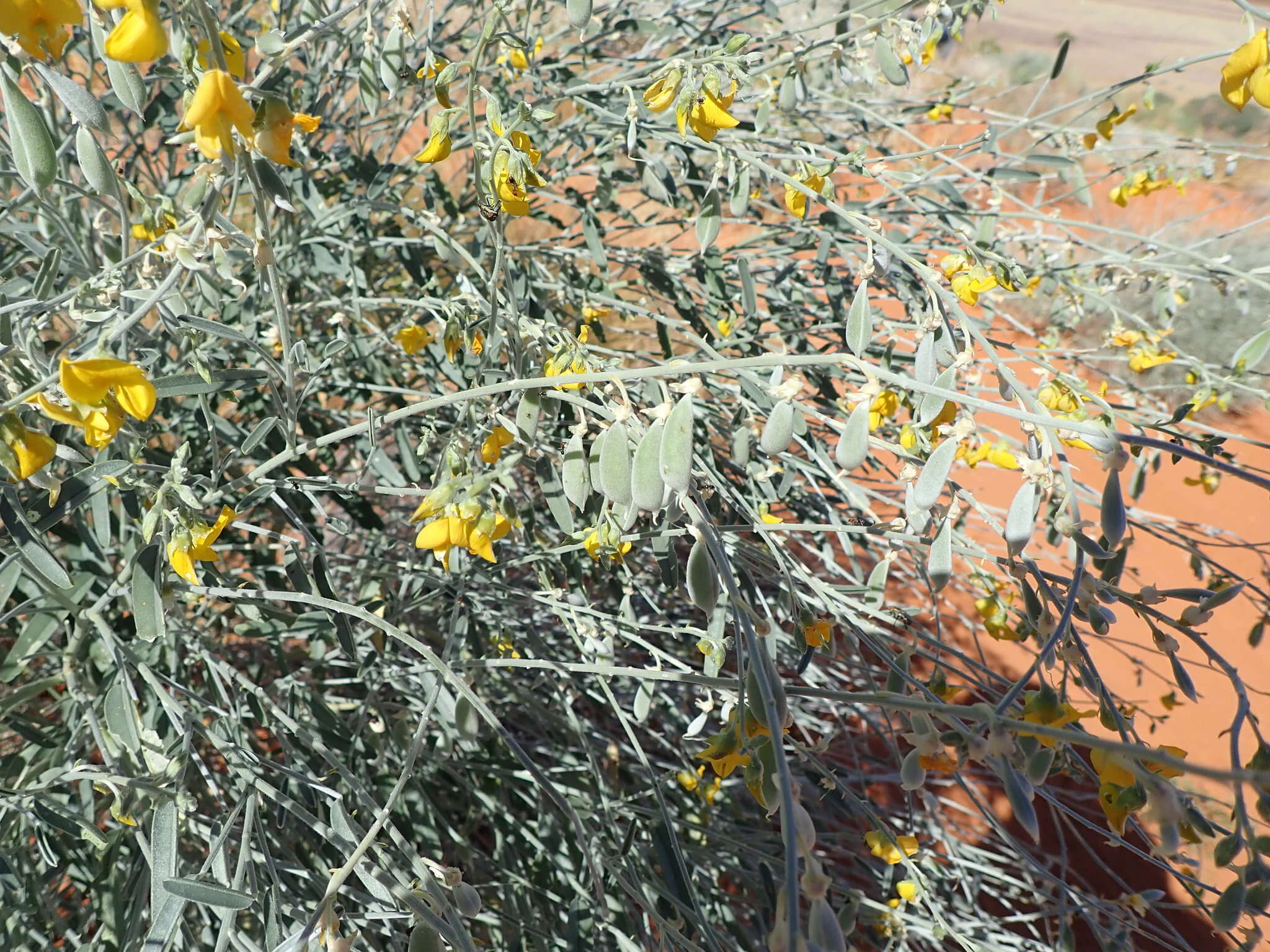 Imagem de Crotalaria eremaea F. Muell.