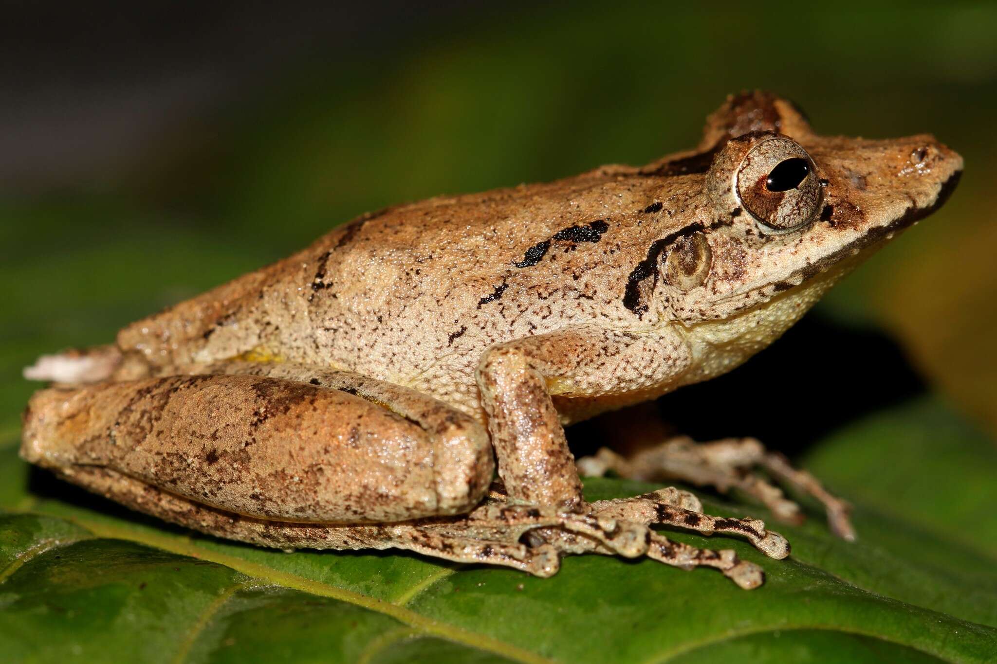 Imagem de Scinax rostratus (Peters 1863)