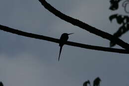 Image of Paradise Jacamar