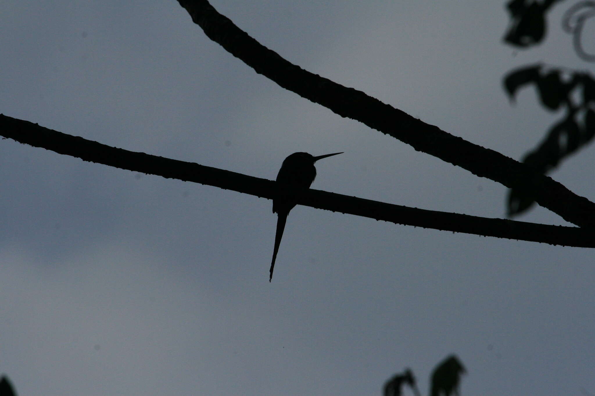 Image of Paradise Jacamar