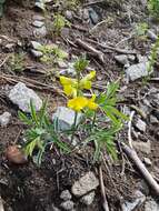 Слика од Thermopsis lanceolata R. Br.