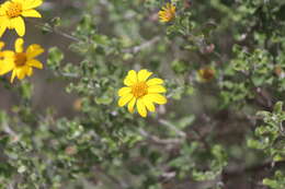 Image of Calanticaria bicolor (S. F. Blake) E. E. Schill. & Panero