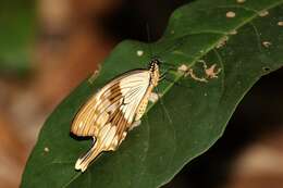 Image of <i>Papilio dardanus tibullus</i>