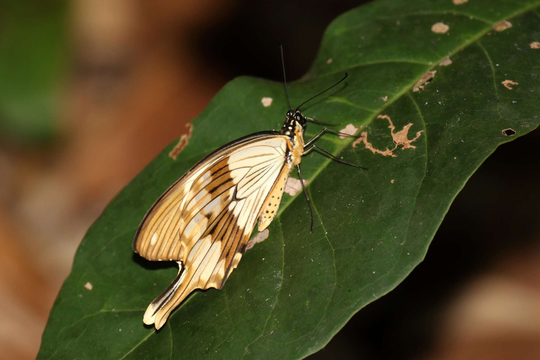 Image of <i>Papilio dardanus tibullus</i>