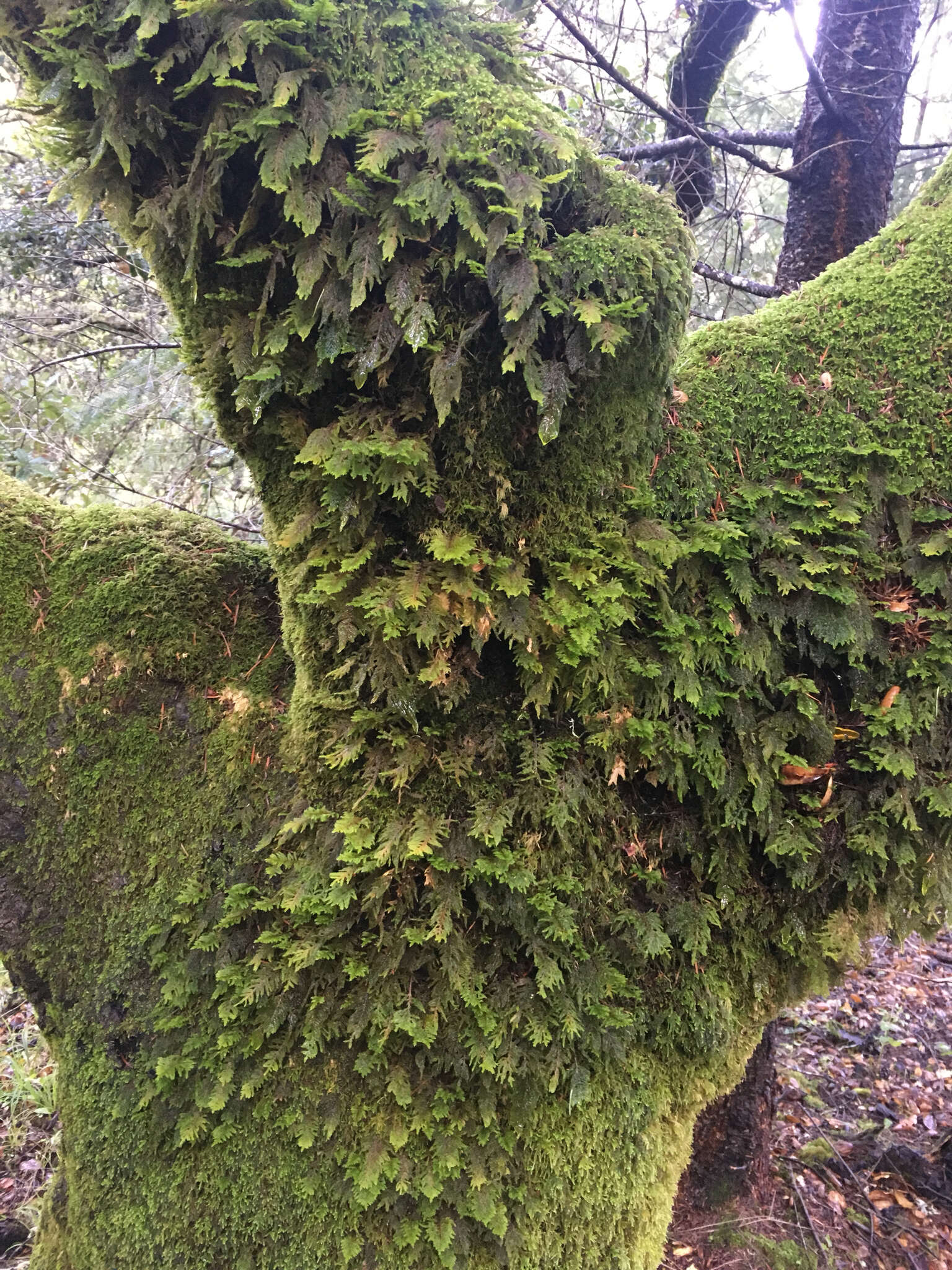 Image of dendroalsia moss