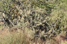 Image of Cylindropuntia molesta subsp. molesta