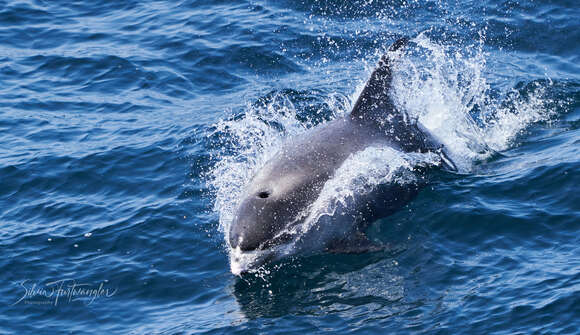 Image of White-beaked Dolphin