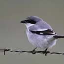 Image of California Shrike