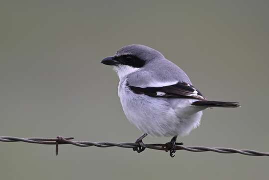 Image of Lanius ludovicianus gambeli