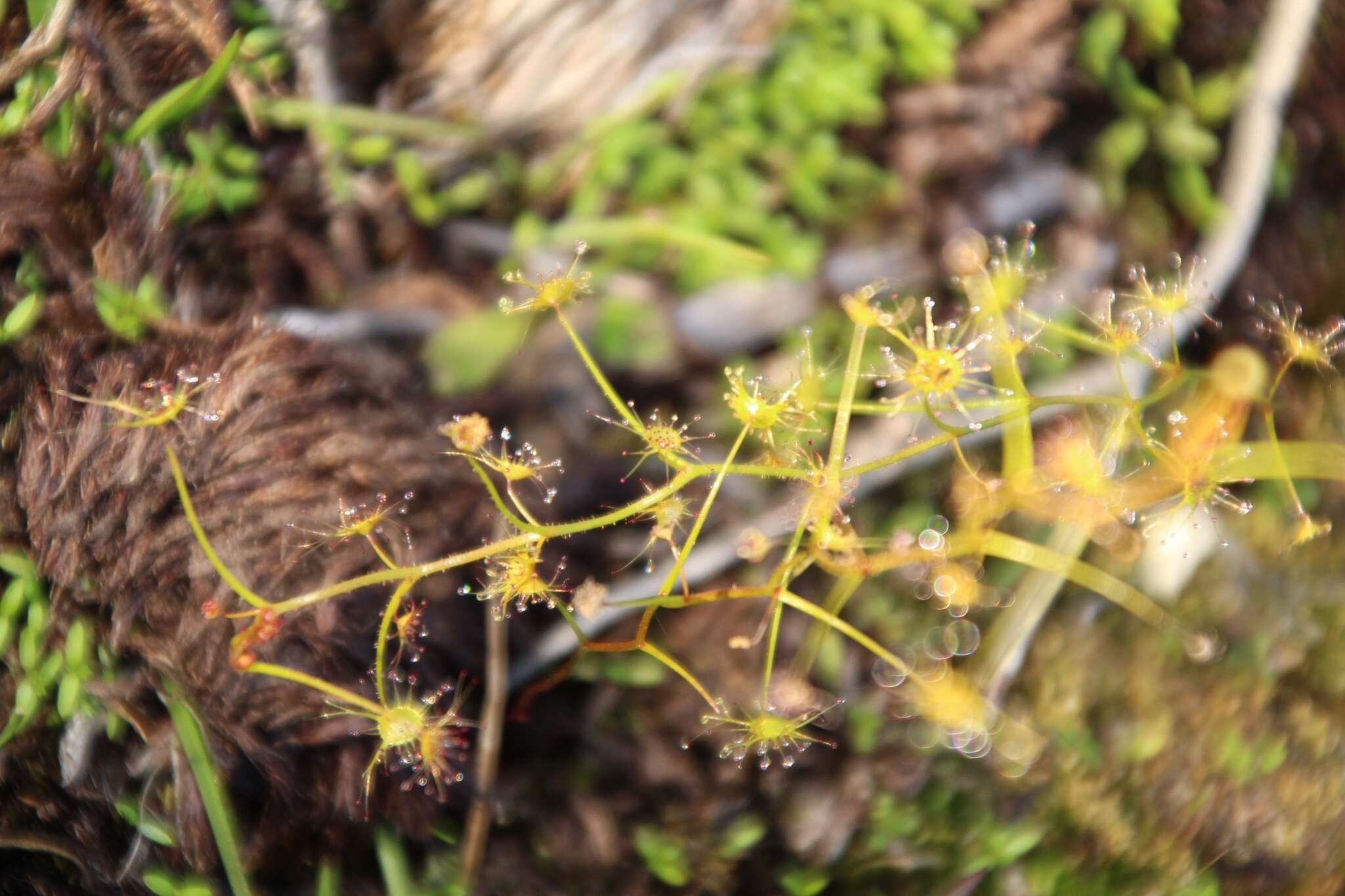 Image of Drosera modesta Diels