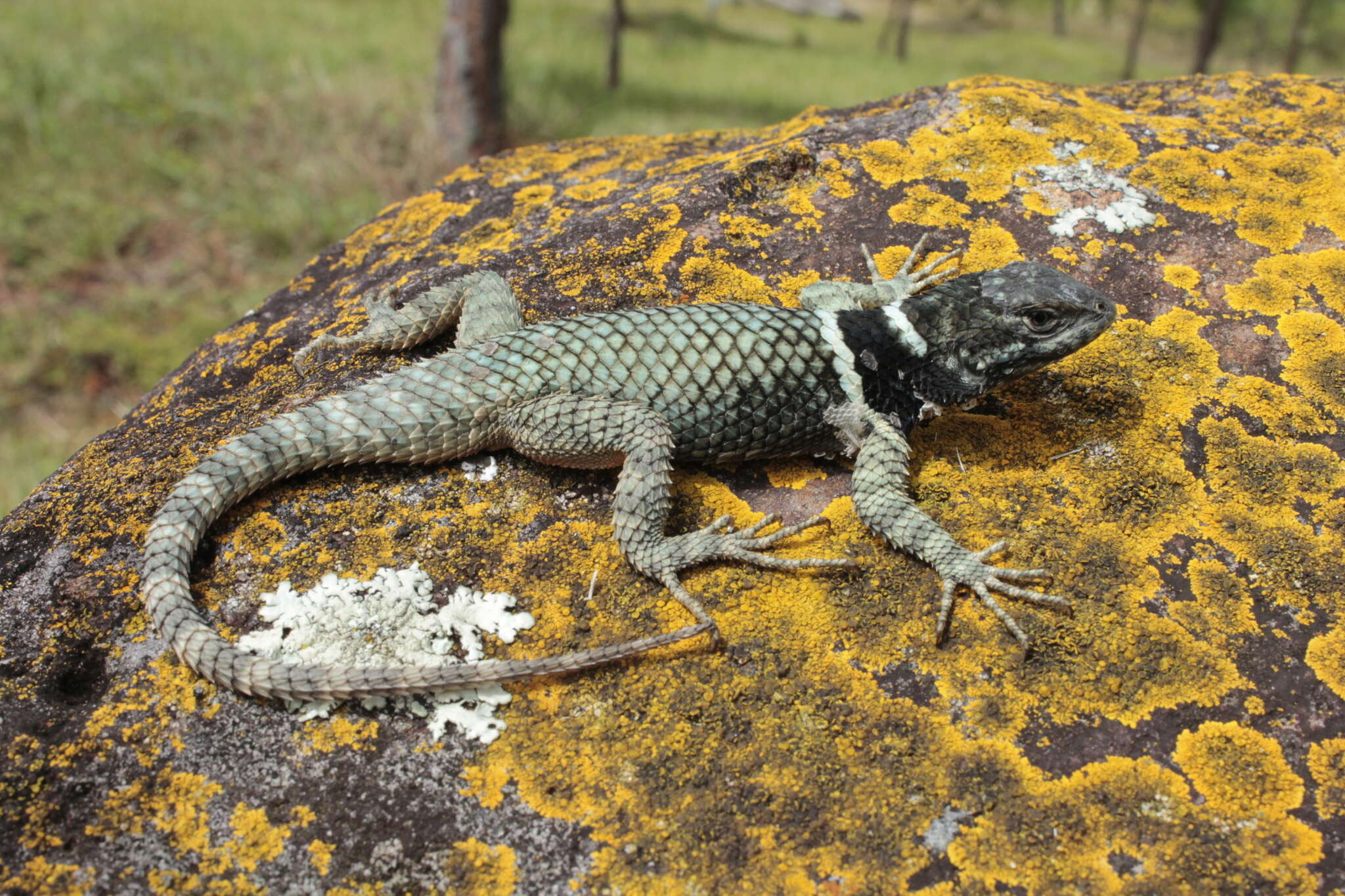 Image de Sceloporus aureolus Smith 1942