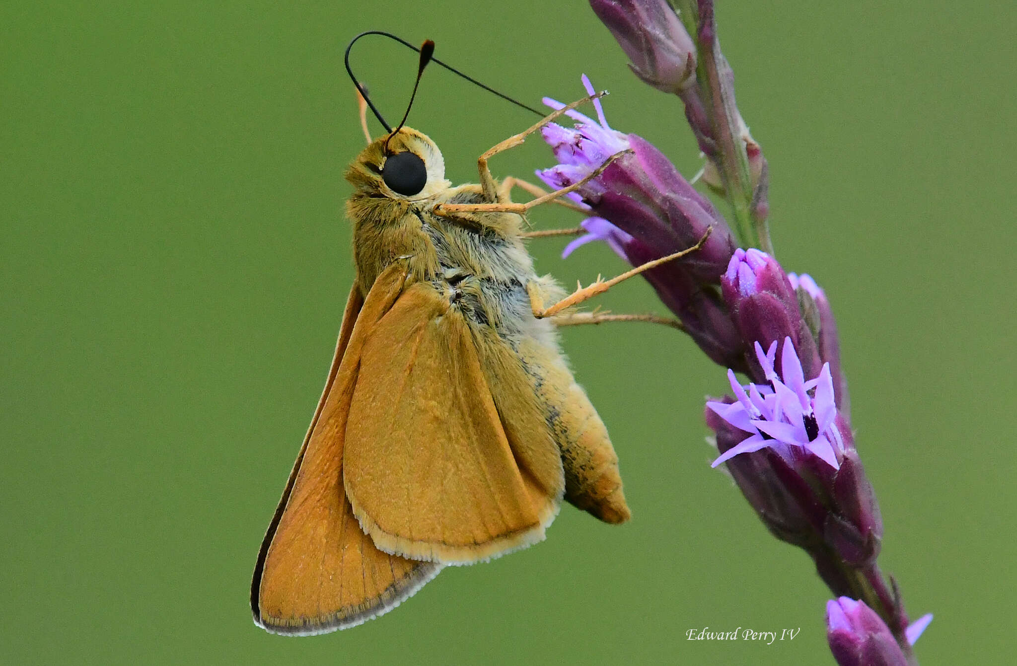 Image of <i>Hesperia meskei straton</i>