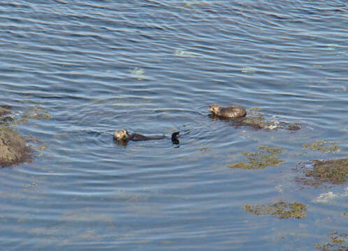 Image of western sea otter