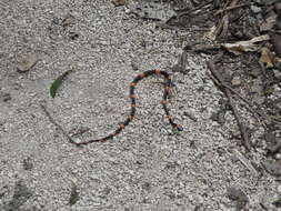 Image of Snail-eating Thirst Snake