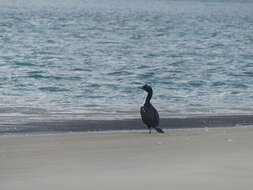 Image of Otago Shag