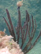 Image of angular sea whip