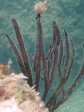 Image of angular sea whip