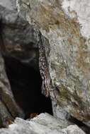 Image of American Wall Gecko