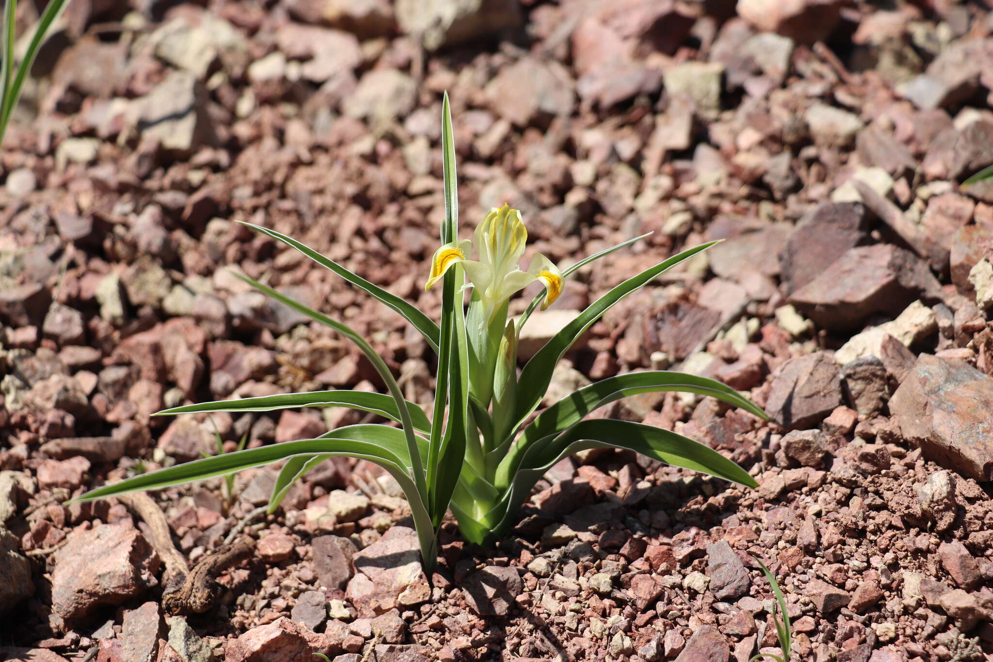 Iris orchioides Carrière的圖片