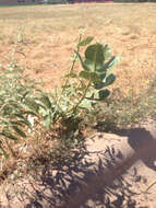 Image of broadleaf milkweed