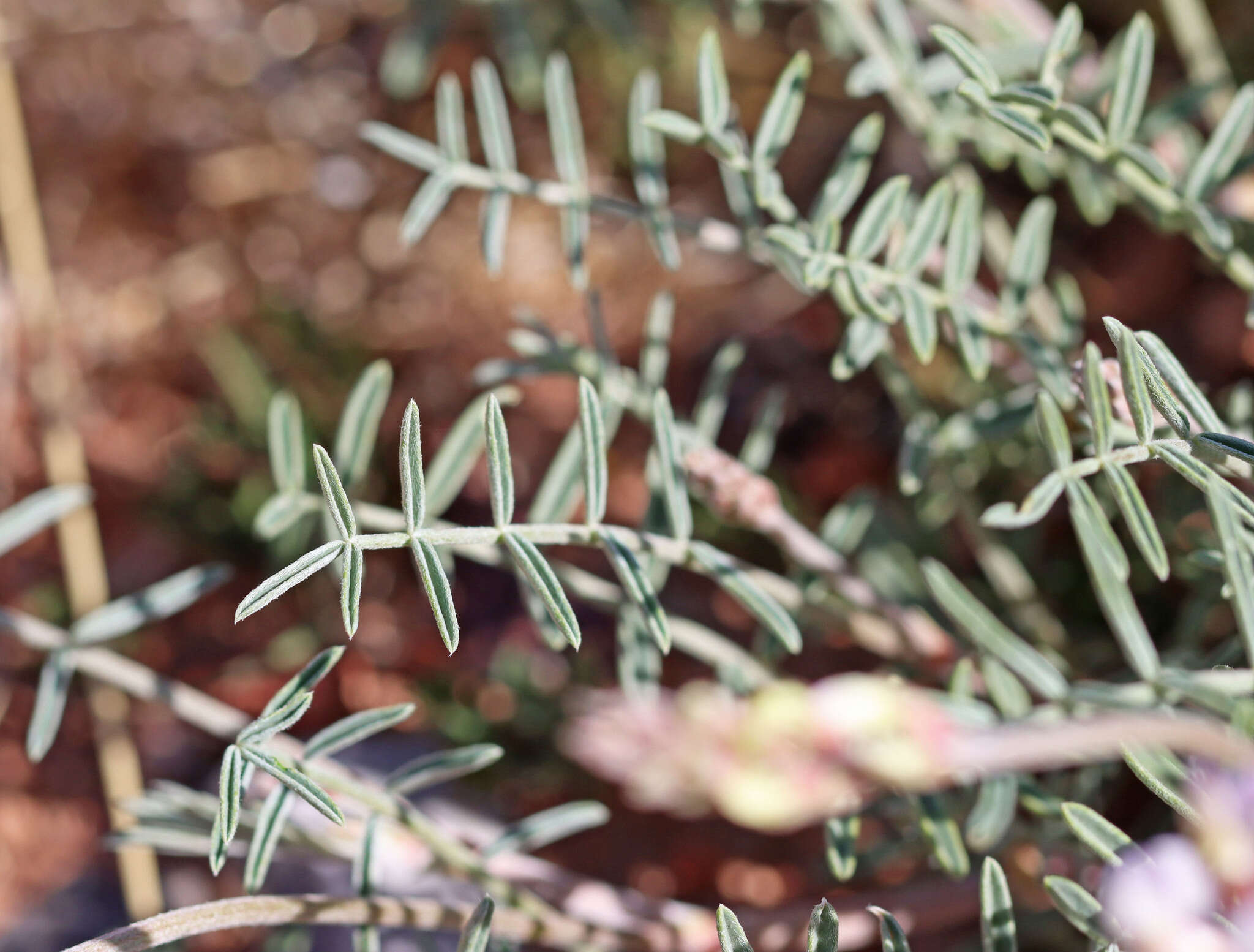 Sivun Astragalus flavus Nutt. ex Torr. & A. Gray kuva