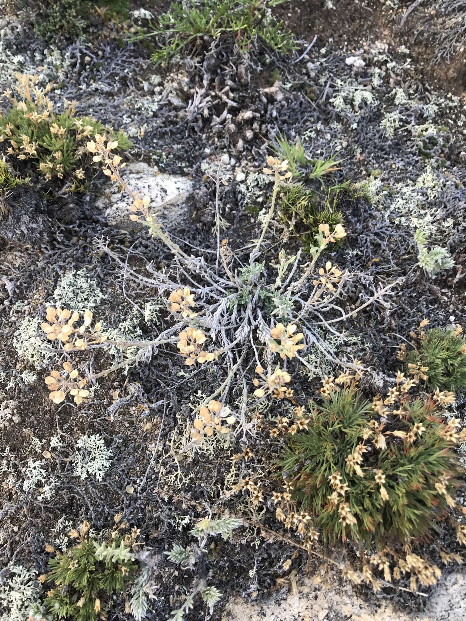 Sivun Alyssum lenense Adams kuva