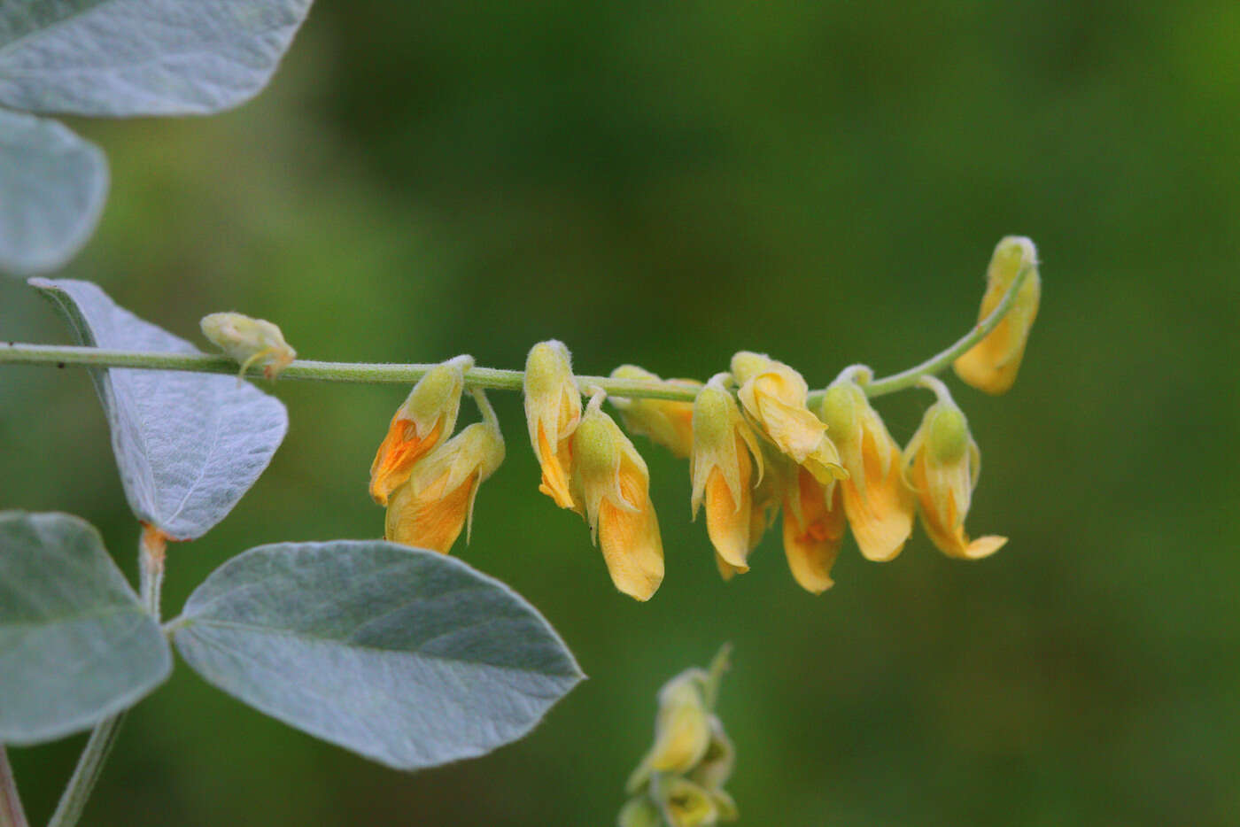 Image de Rhynchosia albissima Gand.