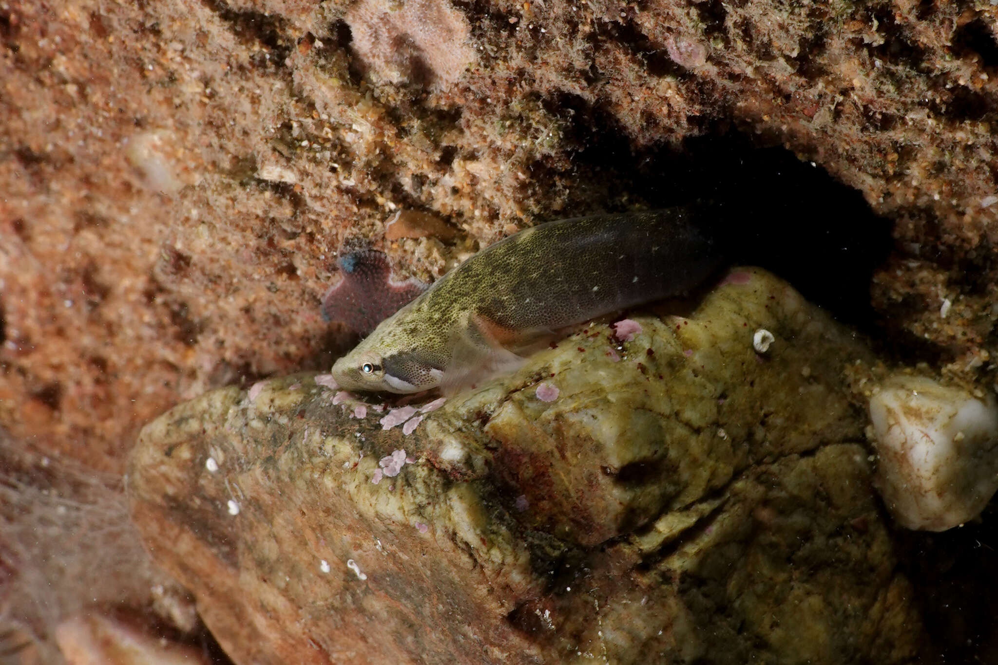 Image of Estuary Clingfish