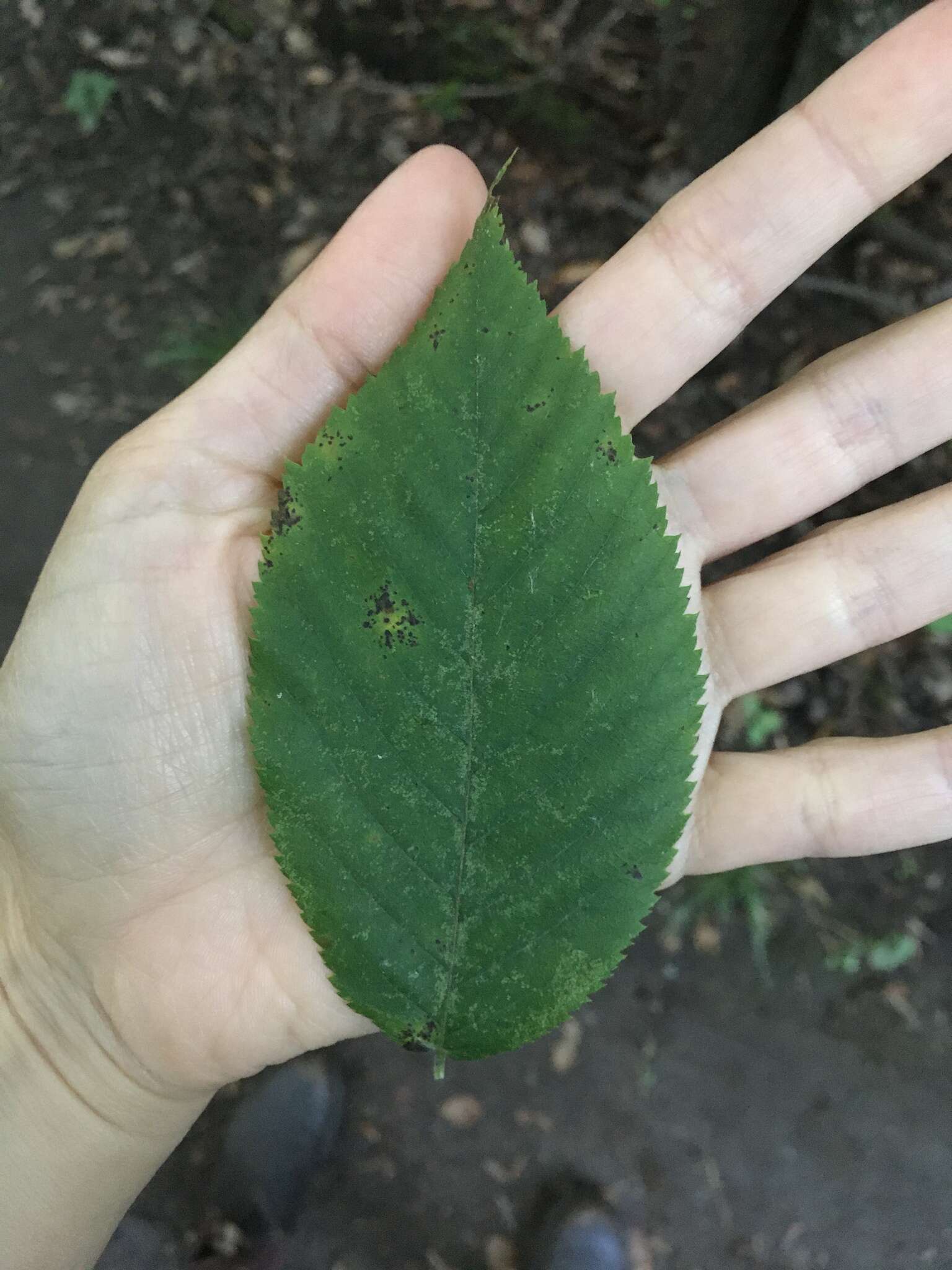 Image of Ostrya virginiana subsp. virginiana