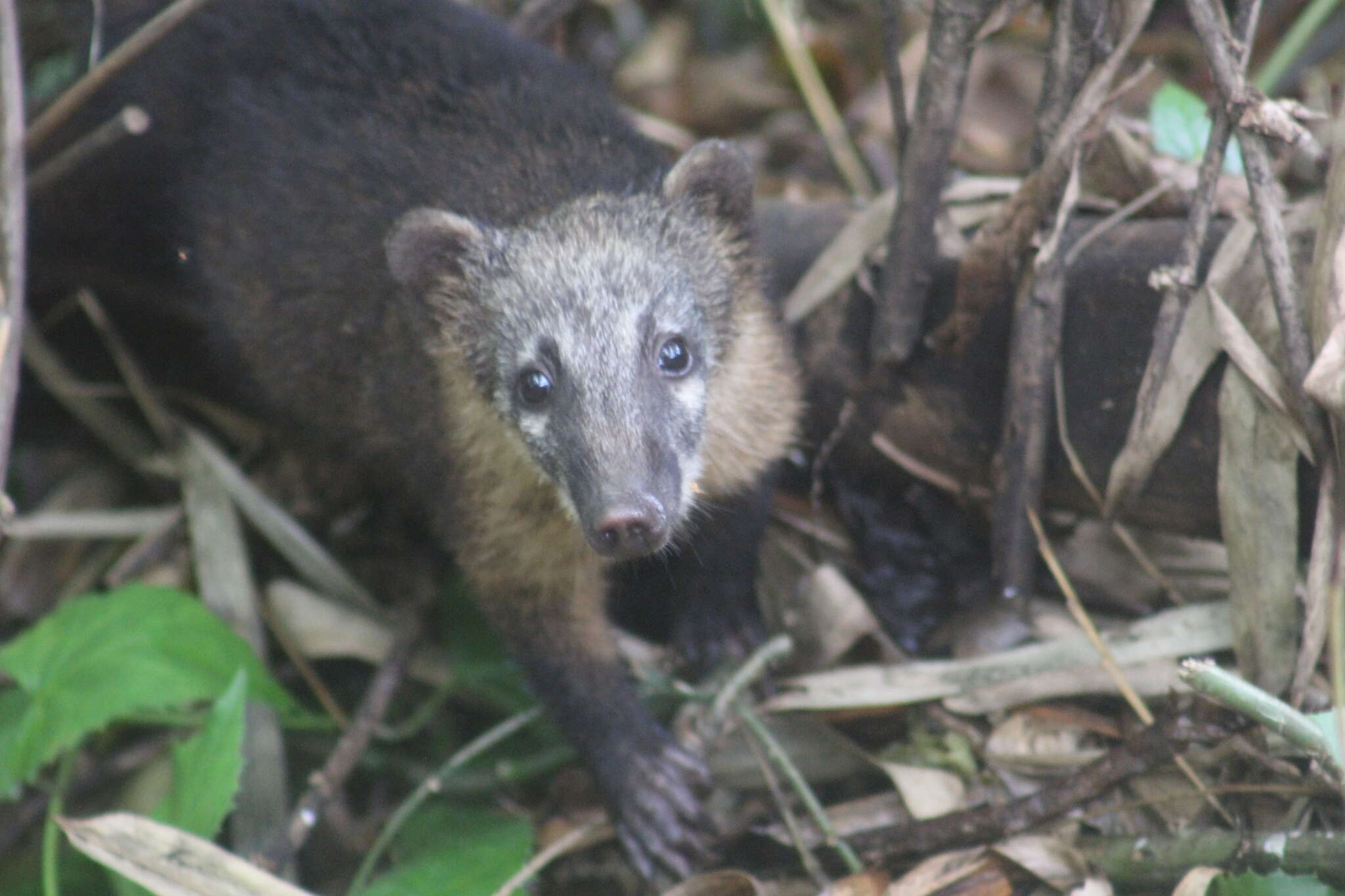 Image of Nasua nasua nasua (Linnaeus 1766)