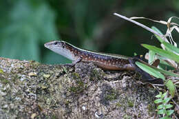 Image of Madagascar Girdled Lizard