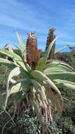 Image of Aloe speciosa Baker