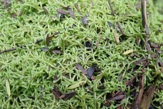 Imagem de Riccia stricta (Lindenb.) Perold