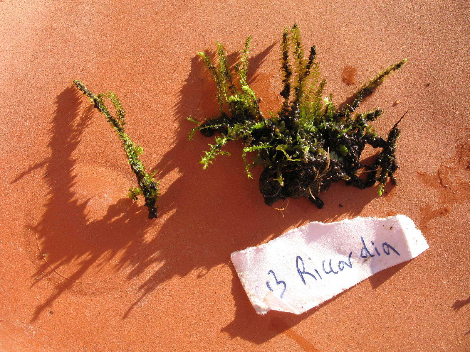 Image of Racopilum cuspidigerum var. convolutaceum (Müll. Hal.) Zanten & Dijkstra