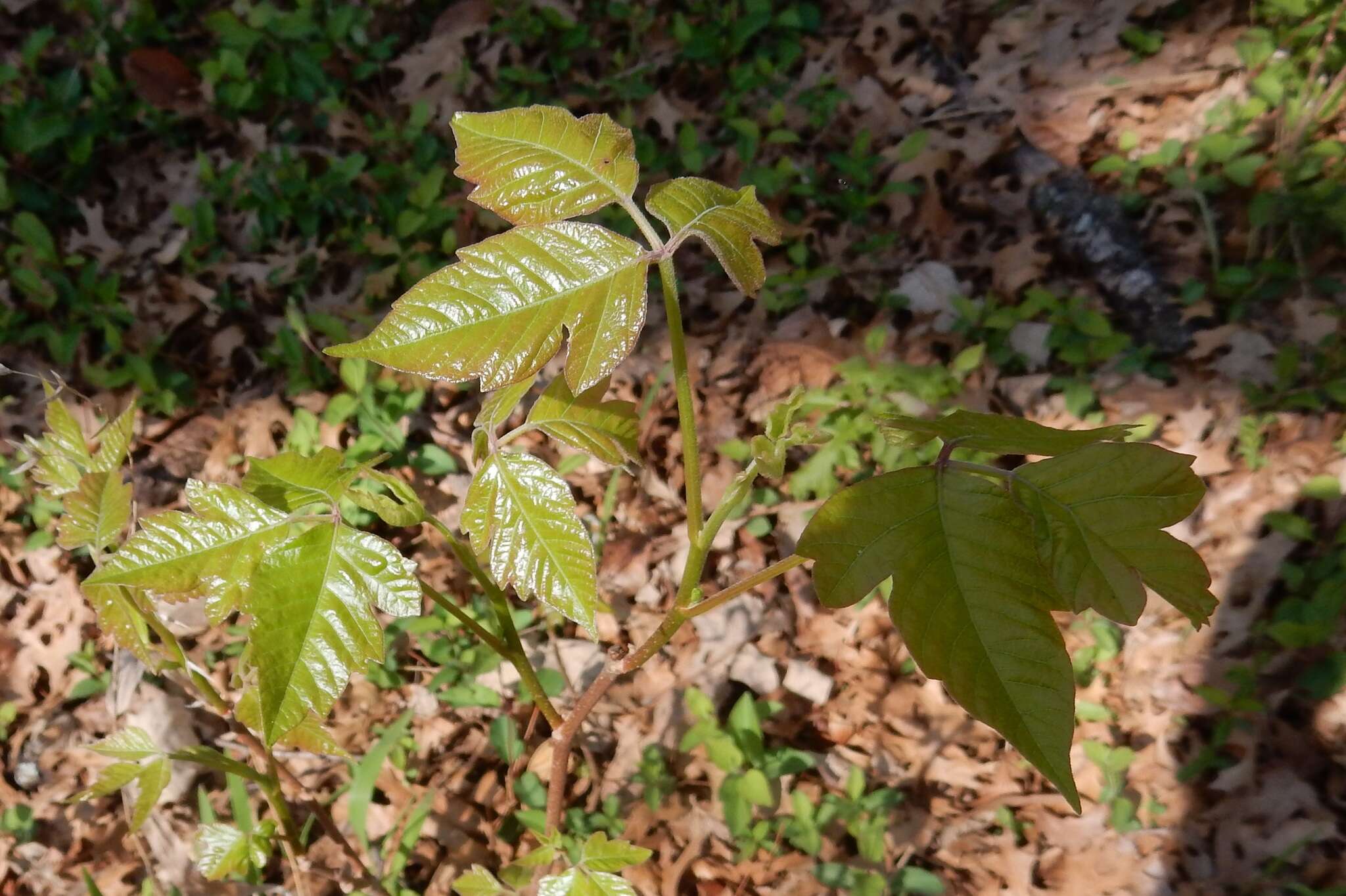 Image of eastern poison ivy