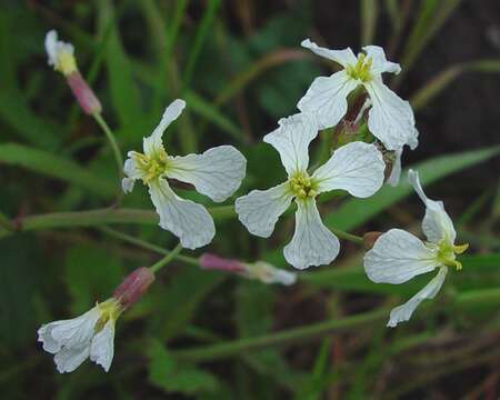 Image of Raphanus raphanistrum subsp. raphanistrum