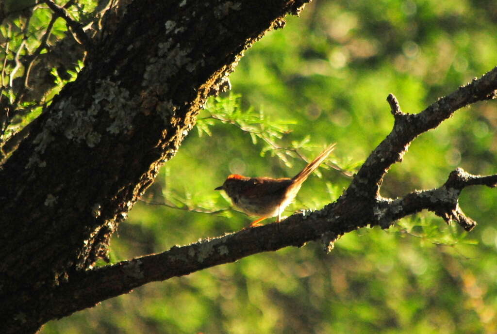 Image of Pale-breasted Spinetail