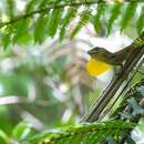 Image of Blue Mountains Anole