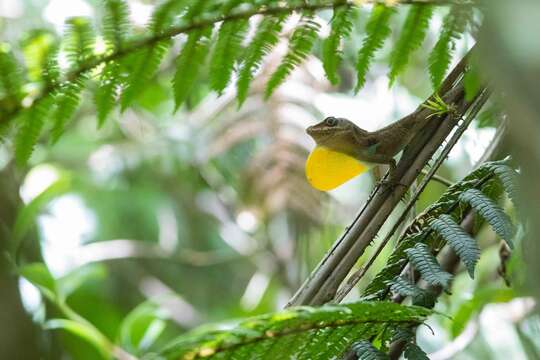 Image of Blue Mountains Anole