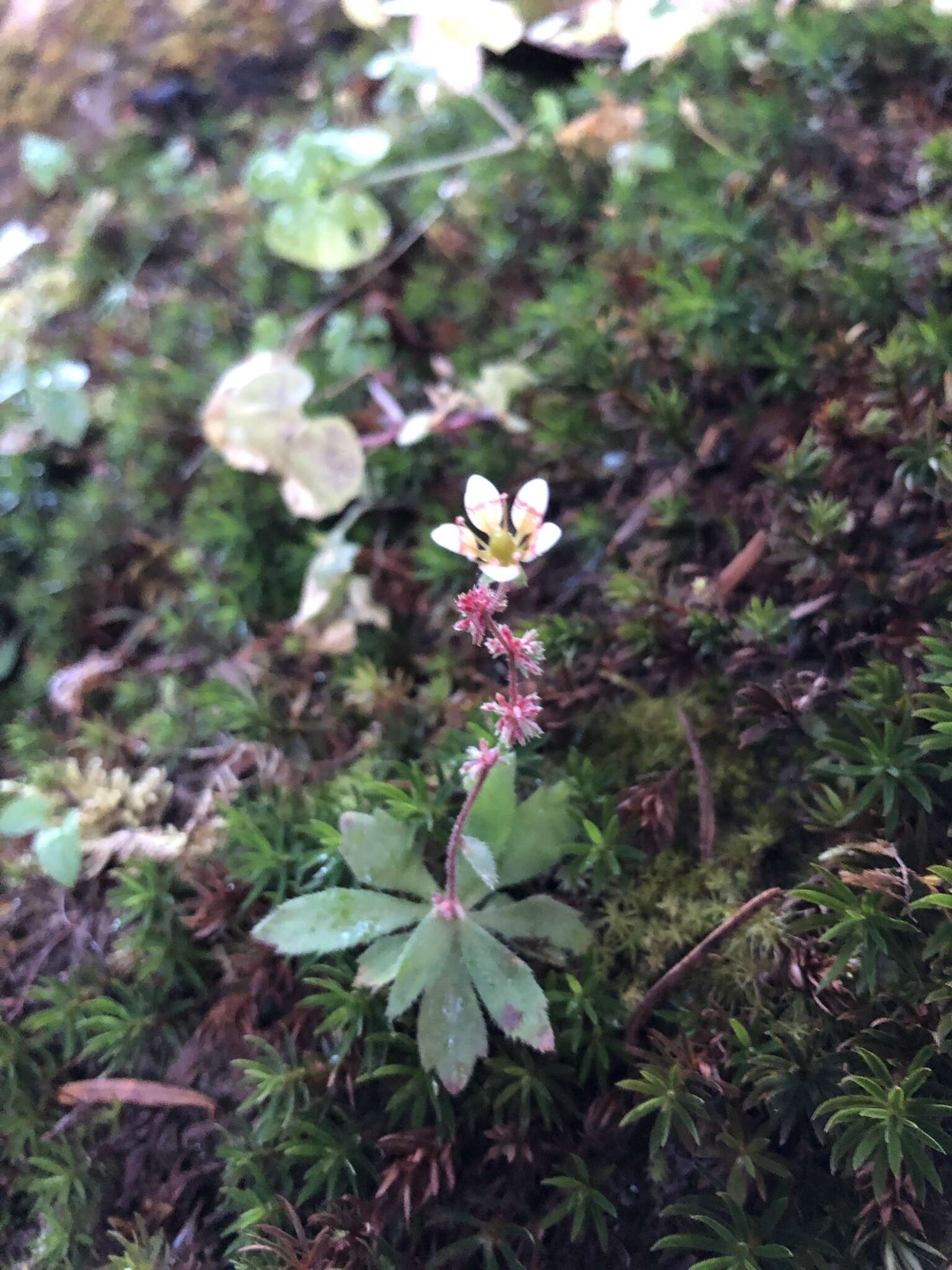 Image of Saxifraga strigosa Wall.