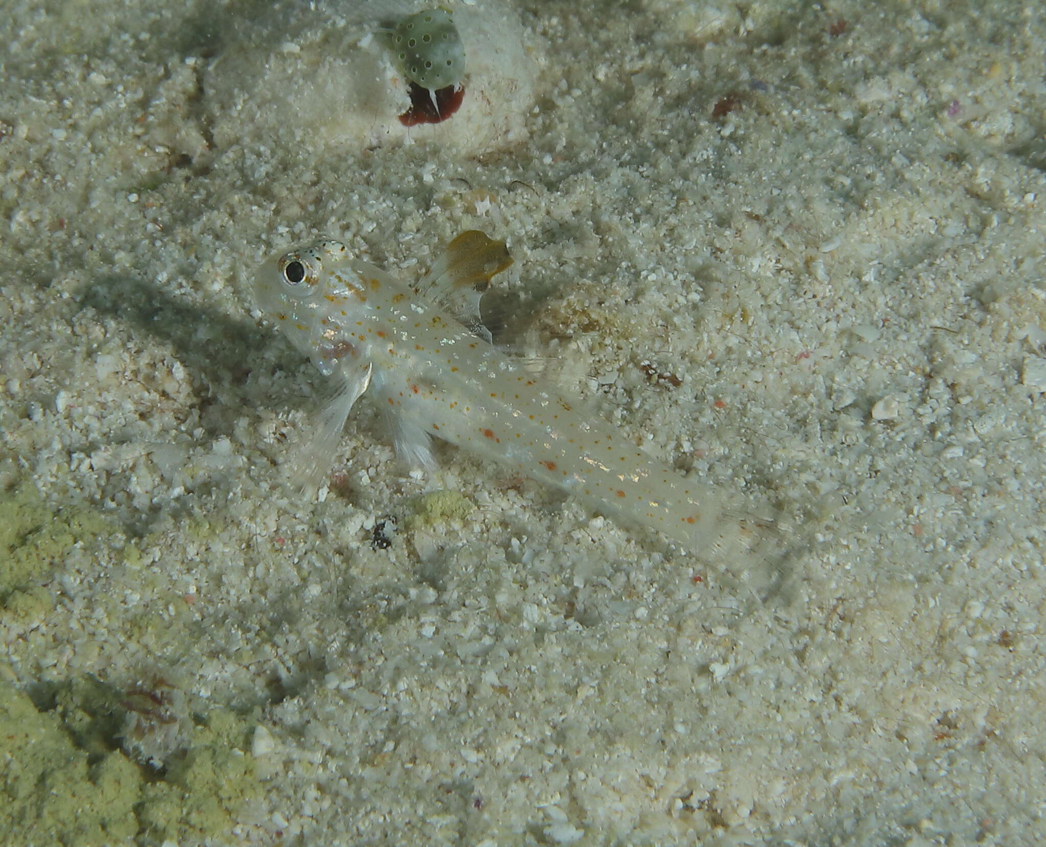 Fusigobius melacron (Randall 2001) resmi