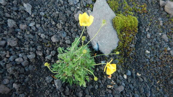 Image of Papaver nudicaule var. microcarpum (DC.)