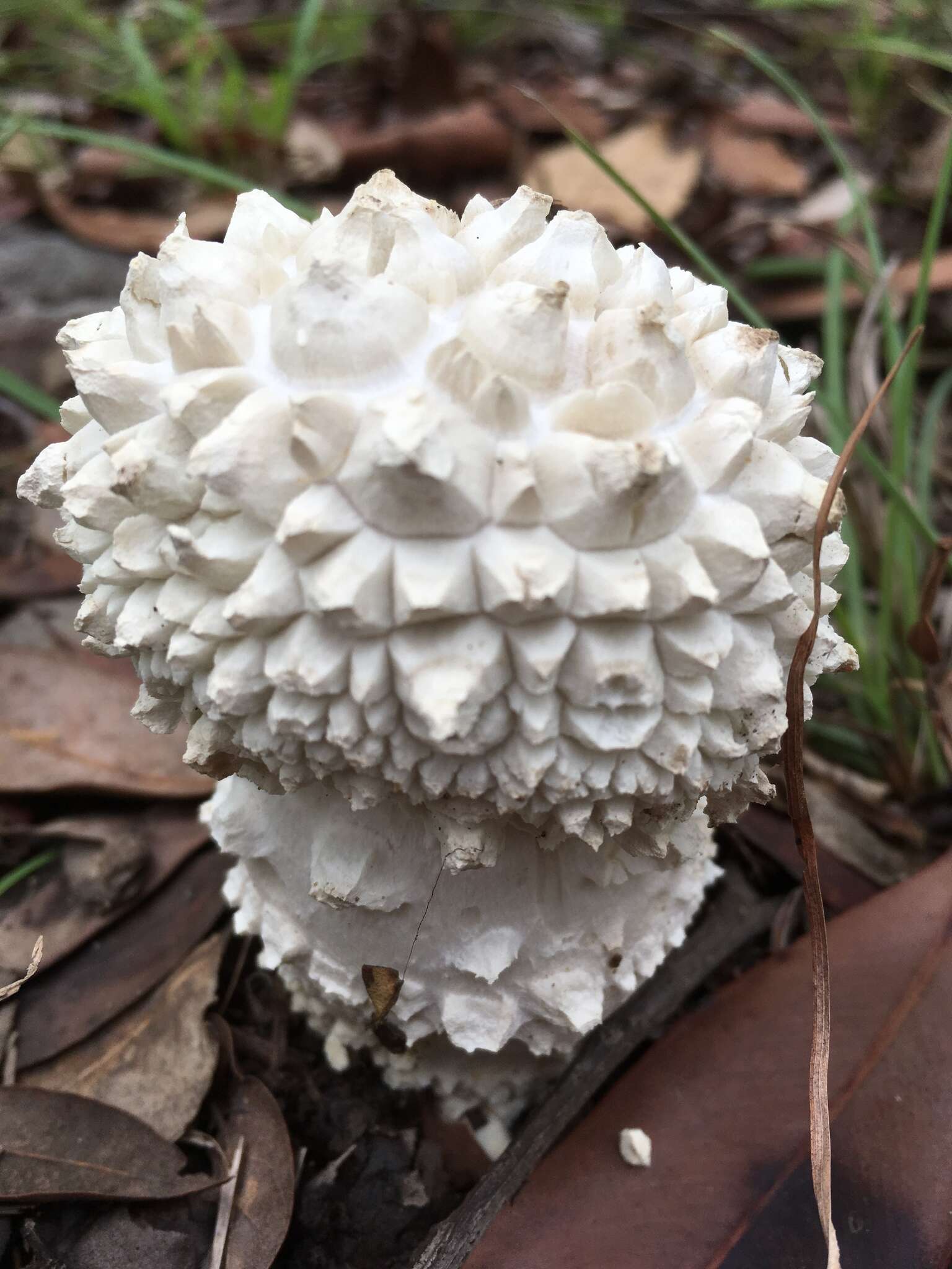 Image of Amanita pyramidifera D. A. Reid 1978